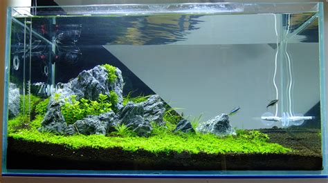 My Own Iwagumi Scape Aquascape Aquascape Design Aquarium Landscape