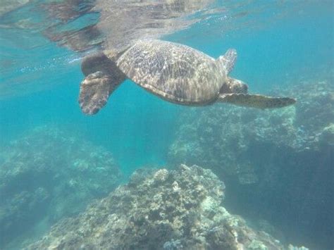 Honolua Bay. Taken with my go pro | Turtle, Sea turtle, Honolua