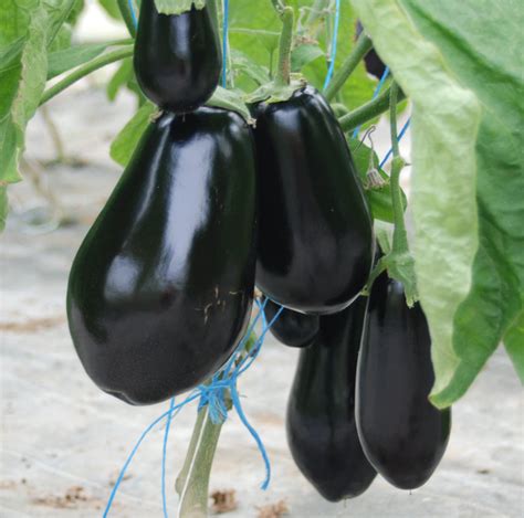 Aubergine Bio Les Jardins De Priape 02220 Chéry Chartreuve