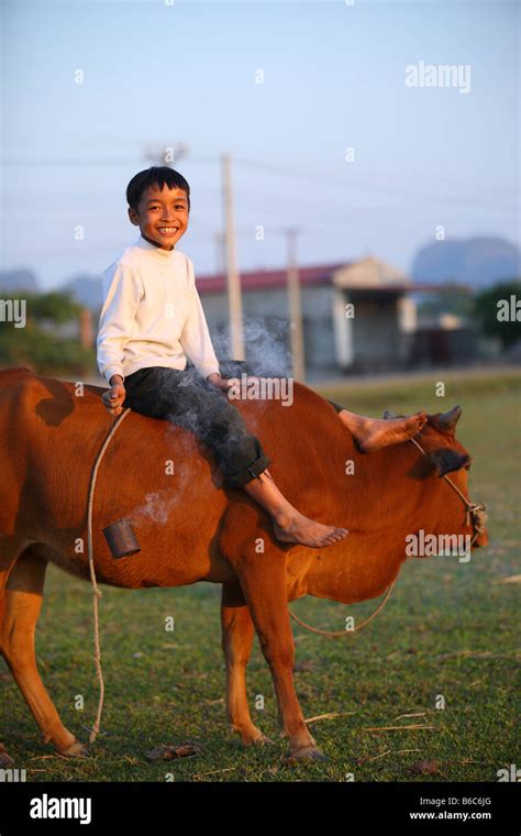 A Vietnamese Boy Riding Cow Stock Photo Alamy