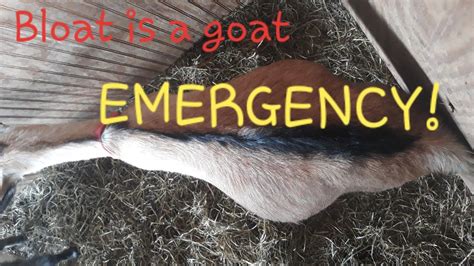 Goat Bloat Needs Immediate Action Have Treatments On Hand Youtube