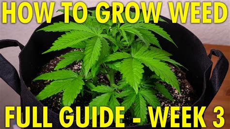 Topping Plants To Increase Yields Cannabis Grow Guide Week Youtube