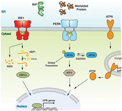 Frontiers The Impact Of Endoplasmic Reticulum Associated 51 Off