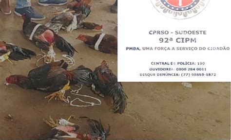 Pol Cia Acaba Rinha De Galo Na Zona Rural De Conquista Galos