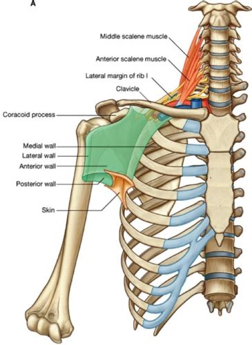 Pectoralis Region And Axilla Flashcards Quizlet