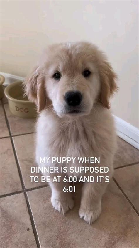 hungry puppy🥺 | Funny animal videos, Puppies, Golden retriever