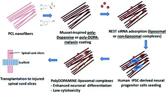 Scaffold Mediated Gene Knockdown For Neuronal Differentiation Of Human