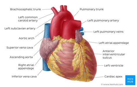 Heart Anatomy Labeled Game