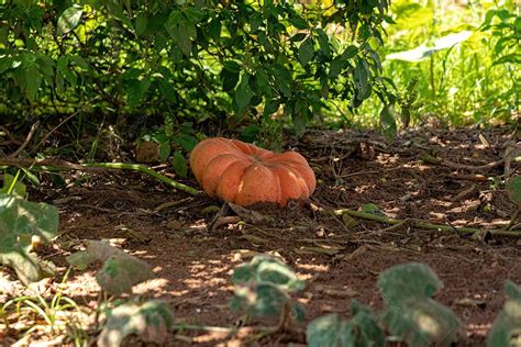 Pé de Abóbora Abóbora Madura Gênero Cucurbita download Designi