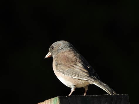 Birds That Look Like Sparrows Meet The Lookalikes