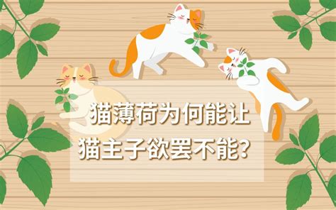 猫薄荷为何能让猫主子欲罢不能？哔哩哔哩bilibili