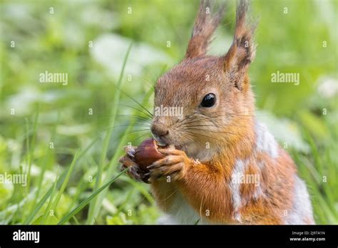 Cute Red Squirrel With Long Pointed Ears In Spring Time Wildlife In