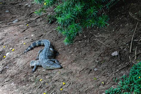 Crocodile farm in Thailand 9337746 Stock Photo at Vecteezy