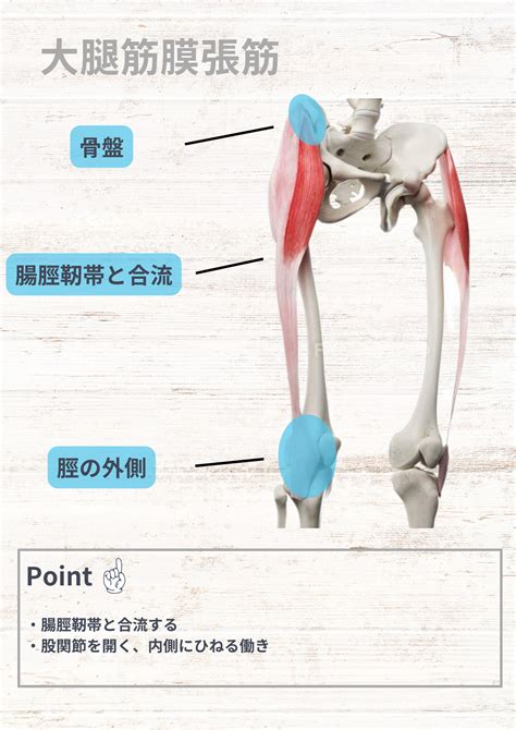 大腿筋膜張筋の解剖学〜ゼロからわかる解剖学〜 Npilates Education〜効果の出るピラティスセミナー〜