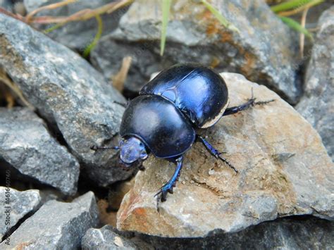 Dung Beetle Geotrupes Earth Boring Is A Genus Of Earth Boring Scarab