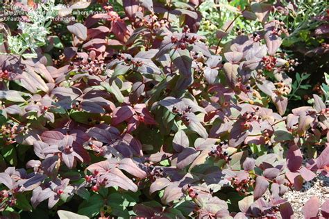 Plantfiles Pictures Hypericum Sweet Amber Tutsan St John S Wort St Johnswort Albury