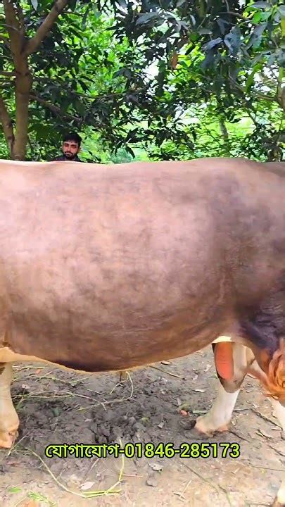 ১৫ মন ওজনের বিশাল বড় গরুটি বিক্রি হবে কুরবানীরগরুyoutubeshorts