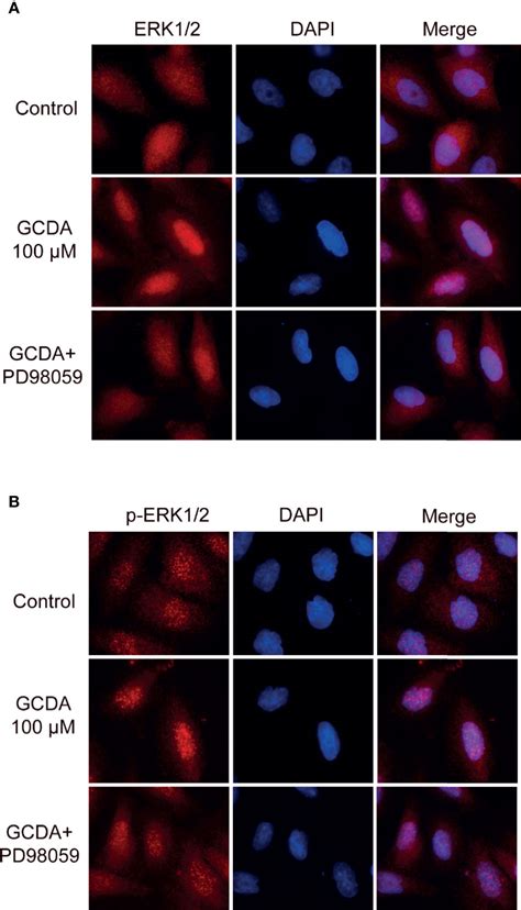 Frontiers Suppressing Erk Pathway Impairs Glycochenodeoxycholate