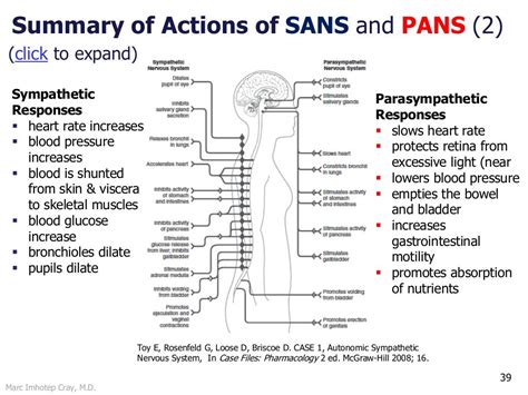 Autonomic Nervous System Physiology And Pharmacologyoverview Review