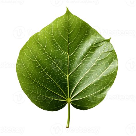 Ai Generated Fresh Green Bodhi Leaf Isolated On A White Background