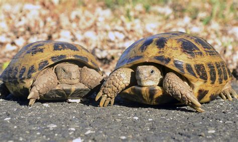 Jumbo Russian Tortoise Reptiles For Sale