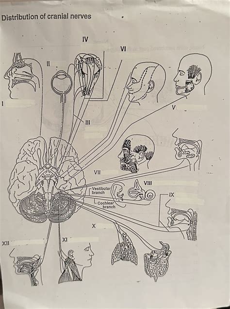 Cranial Nerves Diagram Quizlet