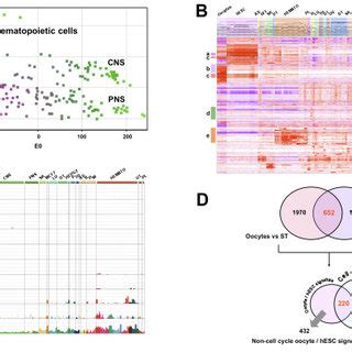 Human Mature Mii Oocytes And Hesc Display A Common Transcriptome