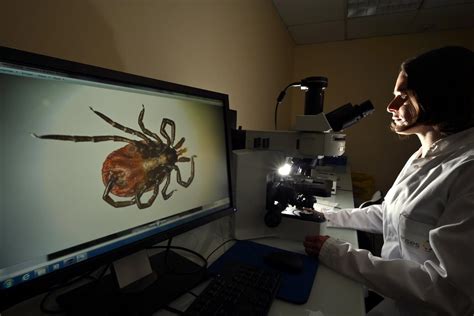 Tick Borne Diseases In France Lyme Borreliosis Tick Borne
