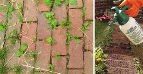 Une vieille astuce efficace pour éliminer les mauvaises herbes du jardin