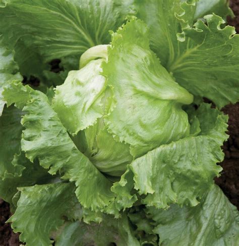 20 Different Types Of Lettuce To Revamp Your Salad Clean Green Simple