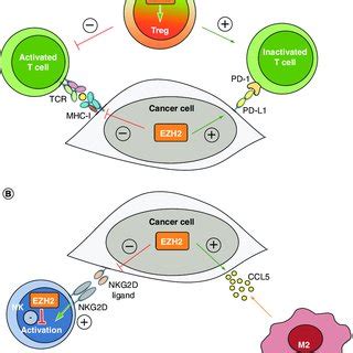 Schematic Representation Of The 3E Theory Cancer Immunoediting