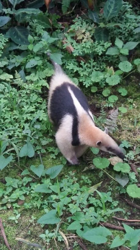 Northern Tamandua From Rosa Zarate Quininde Ecuador On January