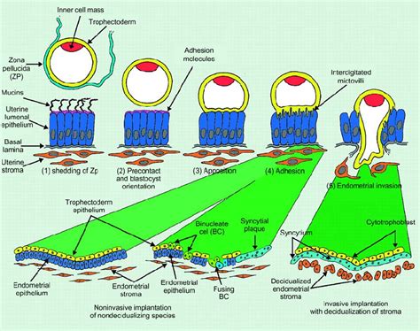 1 The phases of blastocyst implantation in mammals. | Download Scientific Diagram