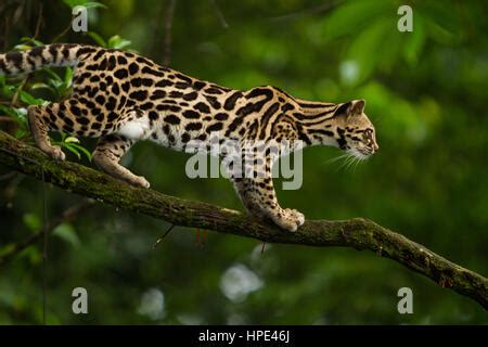 Una salvaje gato margay Leopardus wiedii en un árbol cerca de El