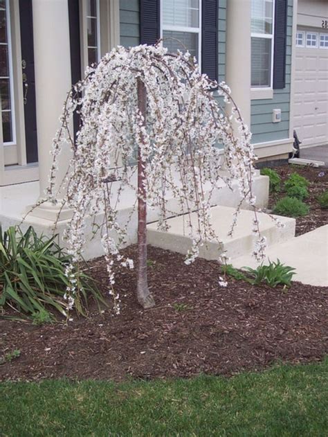 Best Small Trees For A Front Yard at Linda Wade blog