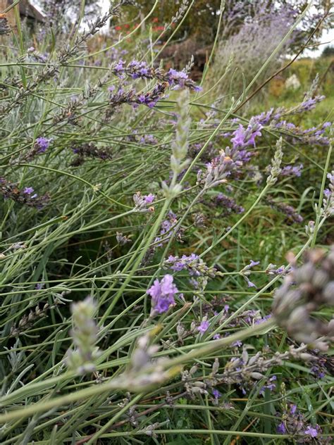 Lavendel Fragrant Memories Kr Utergarten Urban