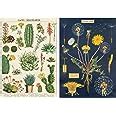 Dandelion And Cacti Succulent Poster Set Of Cavallini X Wrap