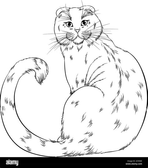 Simple Cat Coloring Pages Latest Free Coloring Pages Printable