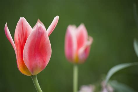 Poze : plantă, floare, petală, lalea, floră, primăvară, lalele, macro ...