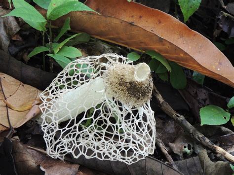 bridal veil stinkhorn from Chilamate Heredia Sarapiquí Costa Rica on