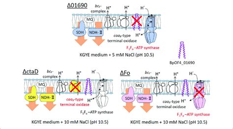 | Thematic diagram of the phenotype summaries of the respiratory chain ...