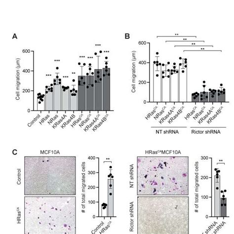 Ras Promotes The Migration Of MCF10A Cells Through MTORC2 A Wound