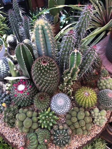 This Cactus Garden In Cape Town Oddlysatisfying Cactus Garden