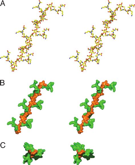 The NAG NAM 8 Octamer Construct Derived From The NMR Structure Of 1