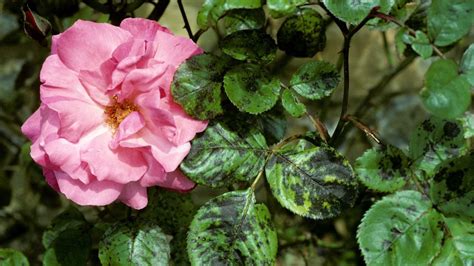 Rose black spot: tips to prevent this common plant disease | Gardeningetc