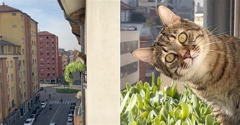 En regardant par la fenêtre il tombe nez à nez avec le chat de son