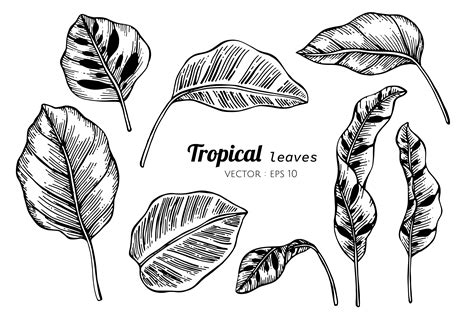 Tropical Leaves Drawing Easy Tropical Leaves Hand Drawn Png Png