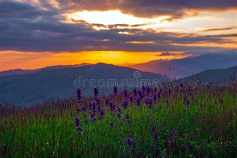 Mountain Lavender Flowers during a Colorful Sunset Stock Photo - Image of bush, fragrant: 151749284