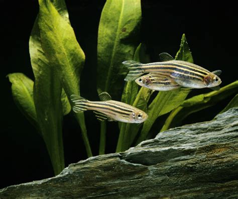 Golden Zebra Danio Or Pink Zebra Danio? - Your Aquarium Place