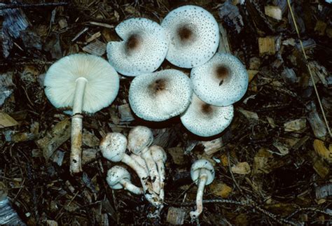 Cat Dapperling Lepiota Felina Inaturalist Canada